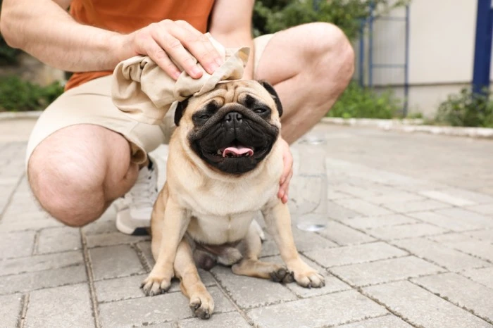 8 Natural Pet Pain Remedies